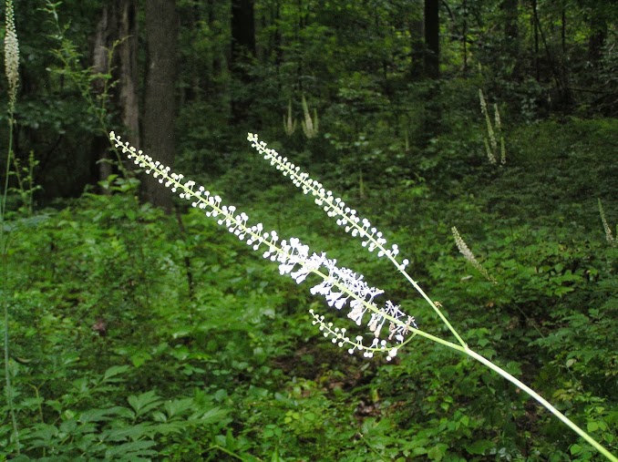 Actaea racemosa (black cohosh, black bugbane, black snakeroot, fairy candle) is suppose to have medicinal qualities.  Quite a sight on the hike, emerging from the low shrubs.