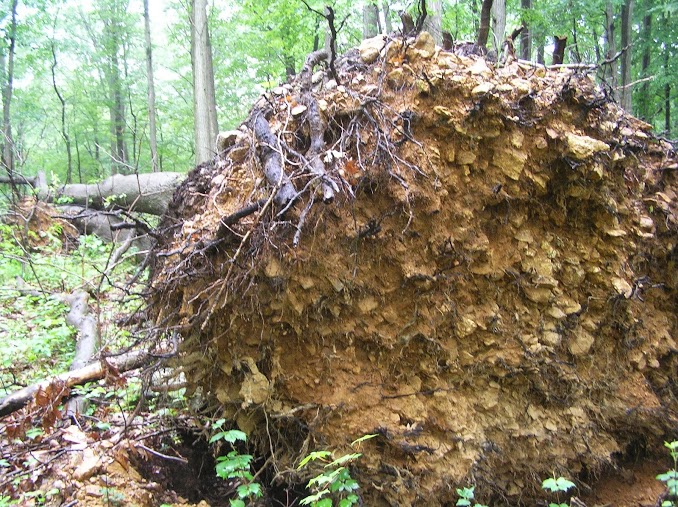 Large trunk, shallow roots, no match for Sandy. 