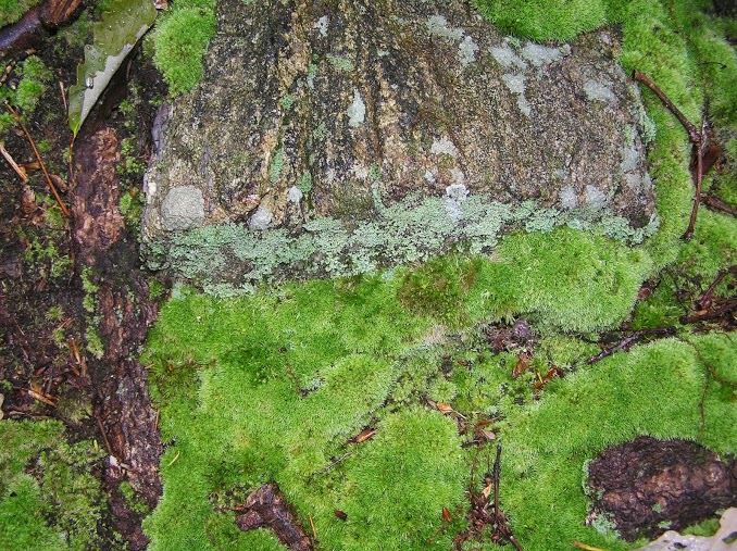 Lichens and moss had a glow. 