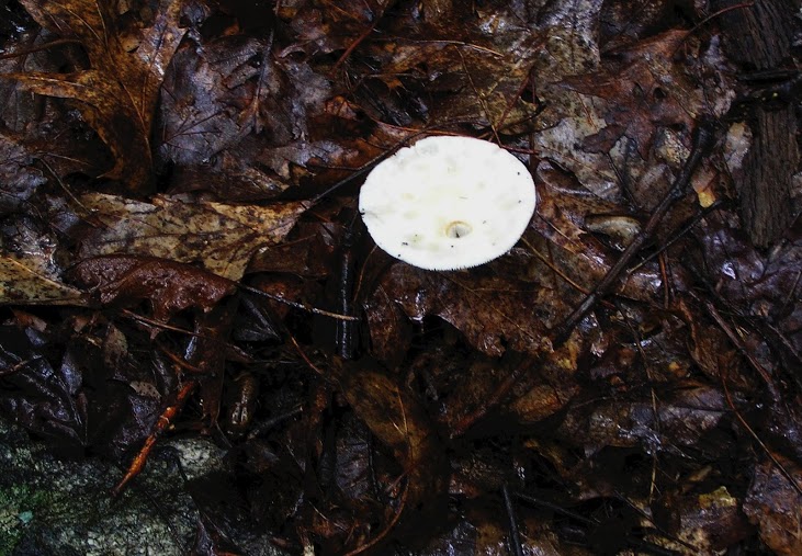 Mushroom emerging from the leaf litter. 
