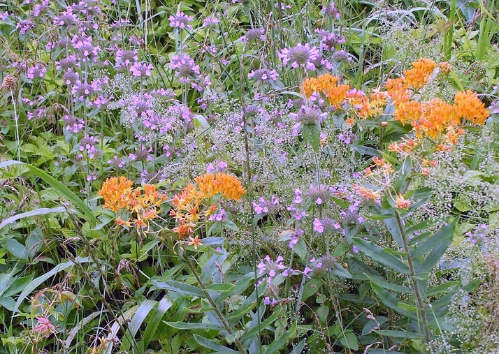 Orange milkweed flowers in a meadow welcome us back to the start. 